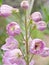 Delphinium cultorum: pink delphinium buds in macro photography