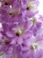Delphinium cultorum: pink delphinium flower in macro photography