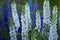 Delphinium different kind assorted colorful flowers. Candle Larkspur flowers background or texture