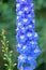 Delphinium elatum