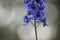 Delphinium elatum, the candle larkspur, with desaturation effect