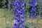 Delphinium elatum in the garden. Double blue flower.