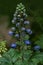 Delphinium elatum is a species of Delphinium known by the common name alpine delphinium or candle larkspur