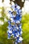 Delphinium flower candle. spring bloom. nature environment, ecology. summer garden. villatic holiday season. morning. larkspur