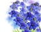 Delphinium Flowers