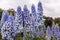 Delphinium flowers in a garden.