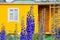 Delphinium in the garden on a background of a yellow village house. flowers on the plot