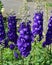 Delphinium is a genus of about 300 species of perennial flowering plants