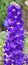 Delphinium is a genus of about 300 species of perennial flowering plants