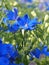 Delphinium grandiflorum