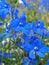 Delphinium grandiflorum