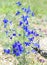 Delphinium grandiflorum or large-flowered delphinium flowers growing in Olkhon island, Russia