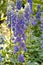 Delphinium Highlander Sweet Sensation