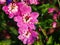 Delphinium larkspur `Magic Fountain Pink` closeup