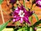 Delphinium larkspur `Magic Fountain Pink` closeup