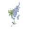 Delphinium or larkspur purple blooming flowers isolated on white background. Elegant detailed botanical drawing of wild