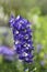 Delphinium Magic Fountain Blue