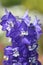 Delphinium Magic Fountain Blue