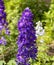 Delphinium Magic Fountains