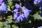`Delphinium Moody Blues` flower