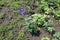 Delphinium with spike of purplish blue flowers