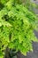 Delta maidenhair fern or Adiantum Raddianum plant in Saint Gallen in Switzerland