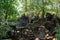 Demaged from growing trees on Beng Mealea Temple, Angkor, Siem Reap, Cambodia. Big roots over walls and roof of a temple.