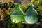 Demijohn wine bottles at vineyard of the Prosecco sparkling wine region in Valdobbiadene,