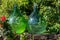 Demijohn wine bottles at vineyard of the Prosecco sparkling wine region in Valdobbiadene,