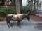 Democratic Donkey Statue, Old City Hall courtyard, School Street, Downtown Boston, Massachusetts, USA