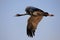 Demoiselle crain (Anthropoides virgo) flying in blue sky, Khichan village, India