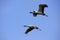 Demoiselle crains (Anthropoides virgo) flying in blue sky, Khichan village, India