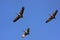 Demoiselle crains (Anthropoides virgo) flying in blue sky, Khichan village, India