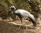 Demoiselle crane