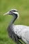 Demoiselle crane