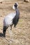 Demoiselle Crane