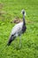 Demoiselle Crane