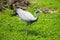 Demoiselle Crane