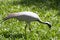 Demoiselle Crane