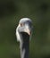 Demoiselle Crane - Anthropoides virgo