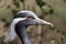 Demoiselle Crane,Anthropoides virgo