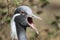 Demoiselle Crane,Anthropoides virgo