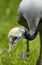 Demoiselle crane (anthropoides virgo)