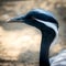 Demoiselle Crane (Anthropoides-virgo)