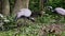 Demoiselle Crane, Anthropoides virgo family with young goslings are living in the bright green meadow during the day time