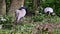 Demoiselle Crane, Anthropoides virgo family with young goslings are living in the bright green meadow during the day time