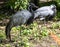 Demoiselle Crane, Anthropoides virgo are living in the bright green meadow during the day time