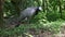 Demoiselle Crane, Anthropoides virgo are living in the bright green meadow during the day time