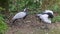 Demoiselle Crane, Anthropoides virgo are living in the bright green meadow during the day time