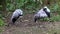 Demoiselle Crane, Anthropoides virgo are living in the bright green meadow during the day time